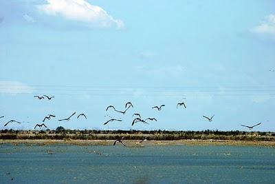 ALMONTE QUIERE RESCATAR EL AGUA DEL ARROZ PARA REGADÍOS DE FRESAS ALMONTE QUIERE RESCATAR EL AGUA DEL ARROZ PARA REGADÍOS DE FRESAS