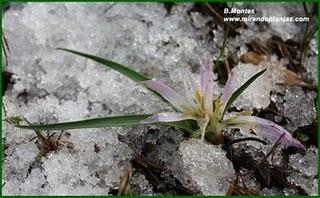 El razonable parecido de Merendera androcymbioides. El razonable parecido de Merendera androcymbioides.