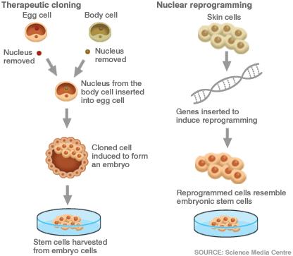 iPS Induced Pluripotent Stem Cells