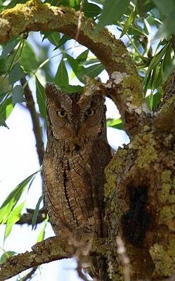 Autillo - Otus scops