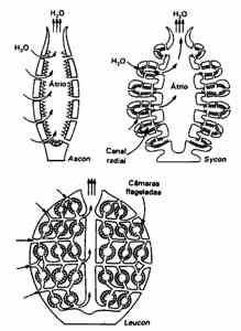 Esponjas, el filum porifera