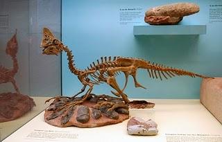 Oviraptor, el eterno desconocido Oviraptor, el eterno desconocido