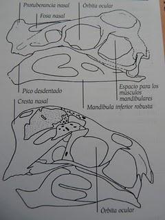 Oviraptor, el eterno desconocido Oviraptor, el eterno desconocido
