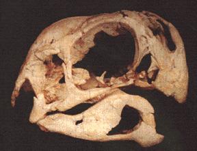 Oviraptor, el eterno desconocido Oviraptor, el eterno desconocido
