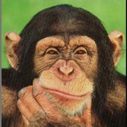 ¿Por qué vivimos más que los chimpancés?