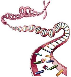 Descubierto cómo daña el tabaco al ADN
