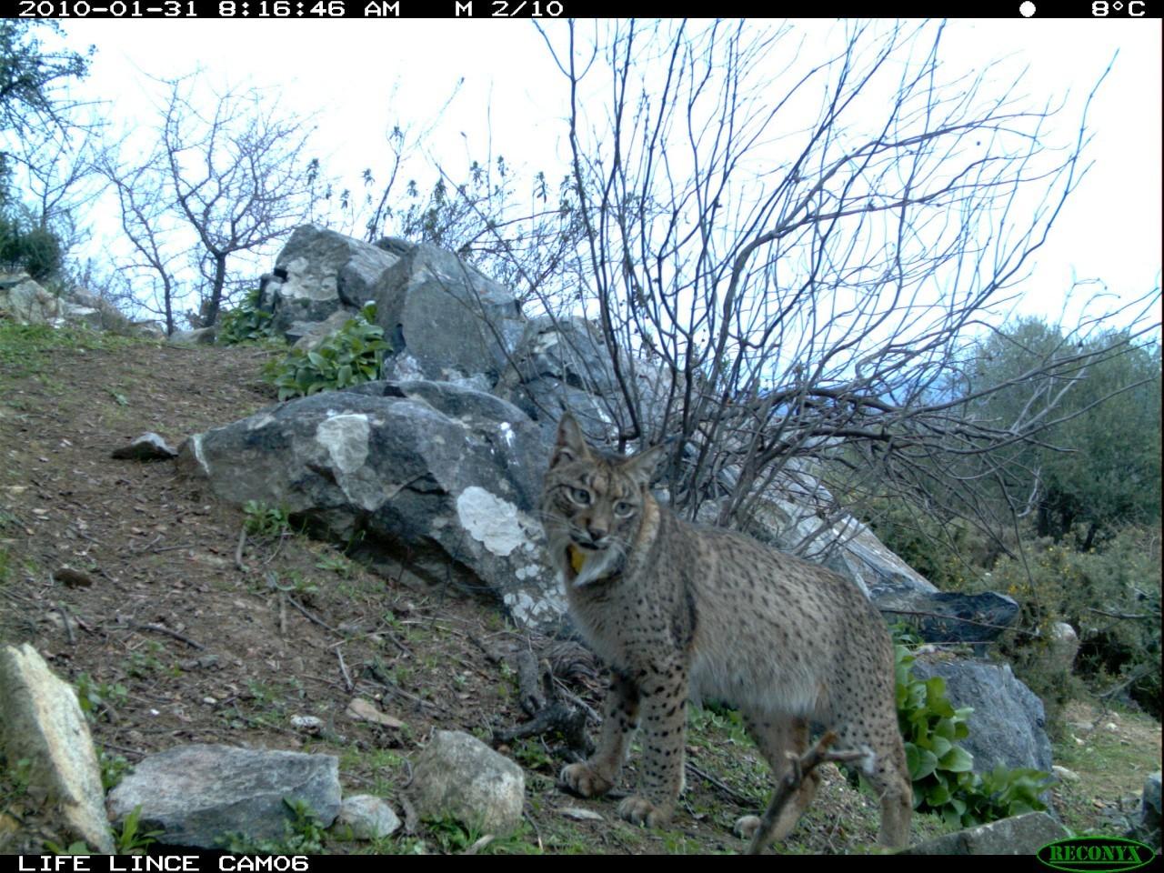 Las aventuras del lince Caribú Las aventuras del lince Caribú