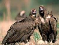 Cuatro nuevos buitres negros vuelan para ayudar a recuperar la especie Cuatro nuevos buitres negros vuelan para ayudar a recuperar la especie