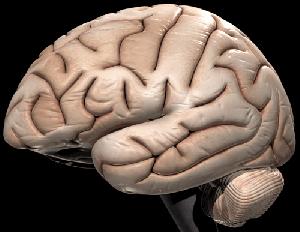 Brain El cerebro deshecha información constantemente
