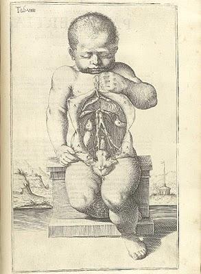 La anatomía de un embarazo en excelentes ilustraciones de 1626