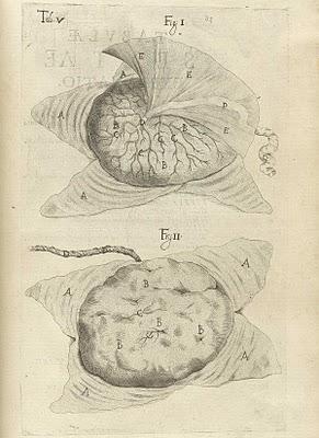 La anatomía de un embarazo en excelentes ilustraciones de 1626