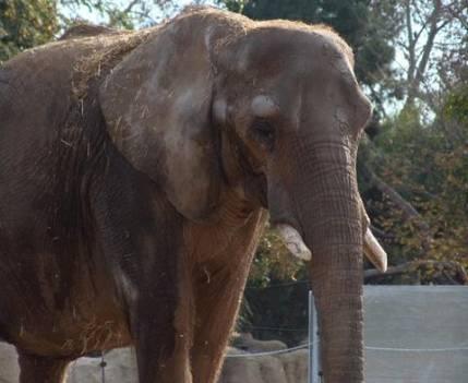 LIBERA! Asociación animalista informa: LIBERA! Asociación animalista informa: