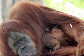 Orangutanes y humanos comparten el 97% de sus genes según un estudio