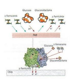 ¿Cómo funciona un medidor de glucosa para diabéticos? ¿Cómo funciona un medidor de glucosa para diabéticos?
