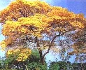 Los árboles en nuestra vida http://www.aldeaeducativa.com/IMAGES/araguaney.jpg