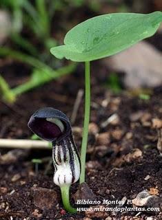 Arisarum simorrhinum .La sutil y efímera luz de un frágil candil.