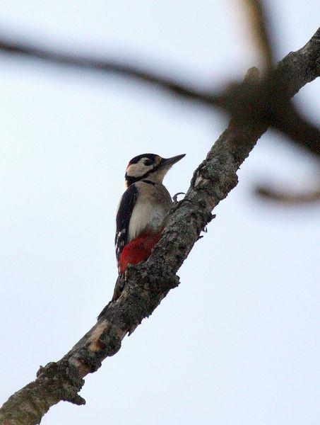 PICO PICAPINOS-DENDROCOPOS MAJOR-GREAT SPOTTED WOODPECKER