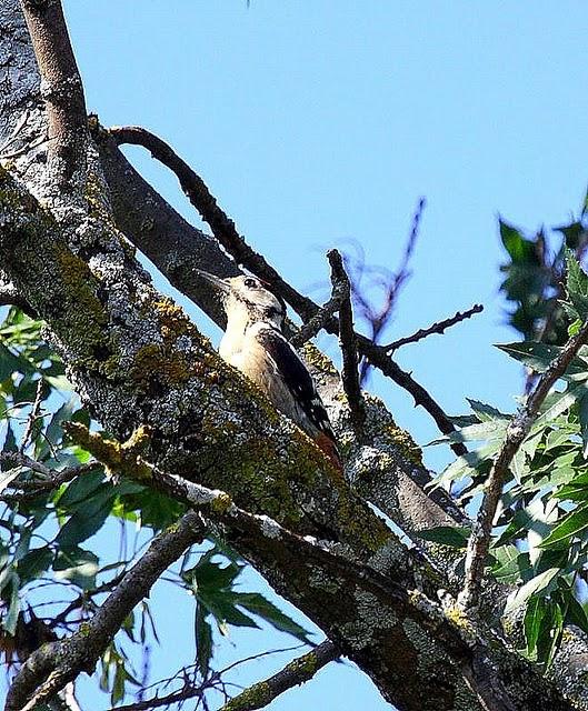 PICO PICAPINOS-DENDROCOPOS MAJOR-GREAT SPOTTED WOODPECKER