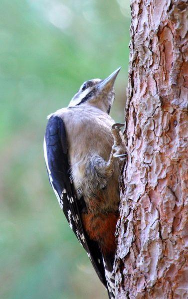 PICO PICAPINOS-DENDROCOPOS MAJOR-GREAT SPOTTED WOODPECKER