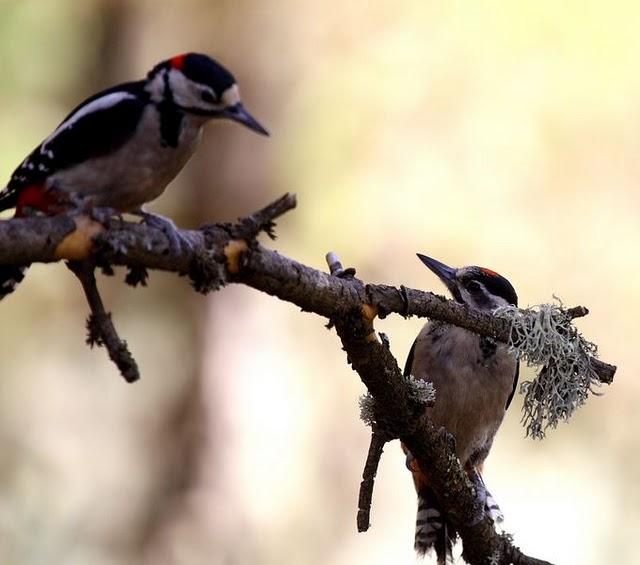 PICO PICAPINOS-DENDROCOPOS MAJOR-GREAT SPOTTED WOODPECKER