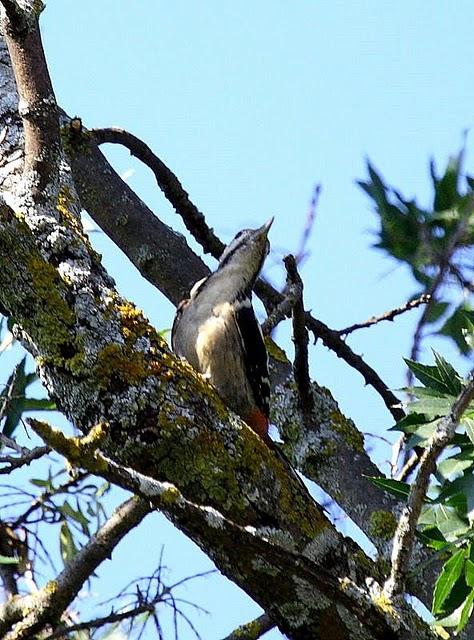 PICO PICAPINOS-DENDROCOPOS MAJOR-GREAT SPOTTED WOODPECKER