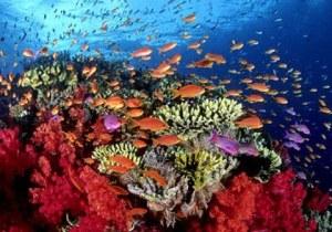 ¿Sabías que…la gran mayoría del oxígeno del planeta no es generado por los bosques sino por el coral?