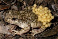 Sierra de los Filabres, el santuario del sapo partero Sierra de los Filabres, el santuario del sapo partero