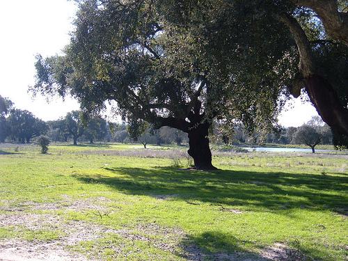 Monfragüe Reserva Biosfera