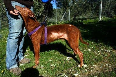 ¿Quieres un socio? ¿Quieres un socio?