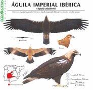 El veneno hace estragos en el águila imperial ibérica de la zona de Almadén