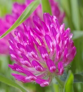 Trebol común Trebol común