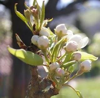 El peral en flor