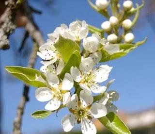 El peral en flor