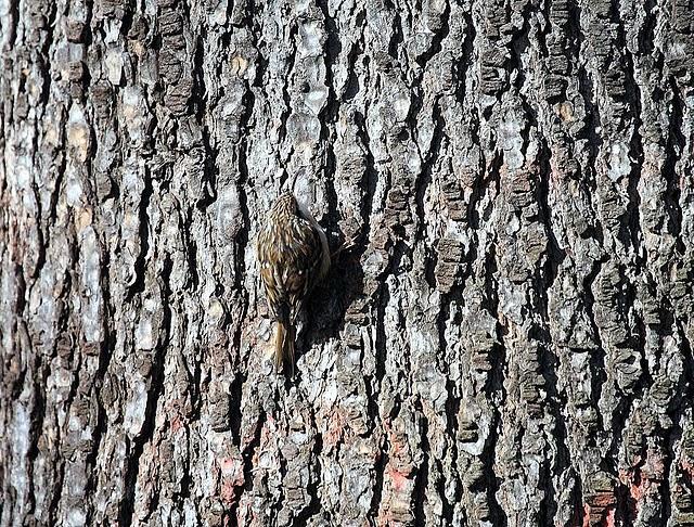 AGATEADOR COMÚN-CERTHIA BRACHYDACTYLA-SHORT TOED TEECREEPER