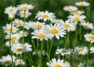 Manzanilla controla tus nervios, fiebre ,dolores estomacales,lava heridas Manzanilla controla tus nervios, fiebre ,dolores estomacales,lava heridas