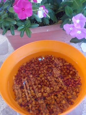 Horchata Valenciana de chufas (Tigernuts milk, Ofio milk ) - Traditional recipe from Valencia (Spain) -