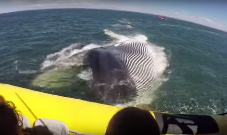 ¡Una foca se sube a un bote para salvarse de unas orcas que se la iban a comer! captura-de-pantalla-2016-08-03-a-las-14-12-59-1-914x607-2