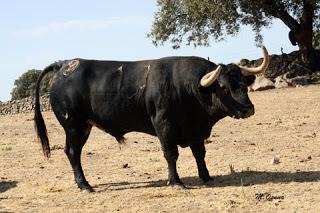 NUEVAS IMÁGENES DE LOS TOROS DE ADOLFO MARTÍN RESEÑADOS PARA PRIEGO