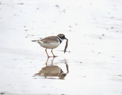 Limícolas juveniles