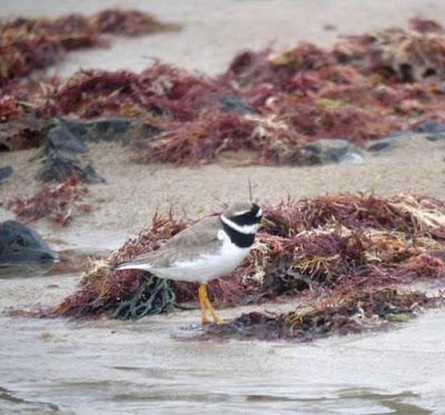 Limícolas juveniles