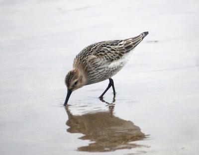 Limícolas juveniles