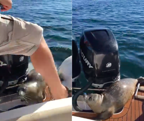 Foca escapa de orcas hambrientas subiendose a un bote de observadores de ballenas Foca escapa de orcas hambrientas subiendose a un bote de observadores de ballenas