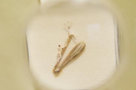 Los increíbles microuniversos de Manuel Ussá Museo Microminiaturas y Macrogigante Manuel Ussá