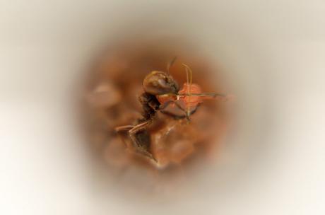 Los increíbles microuniversos de Manuel Ussá Museo Microminiaturas y Macrogigante Manuel Ussá