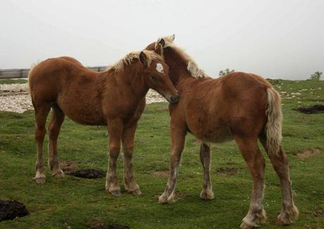 caballerizas