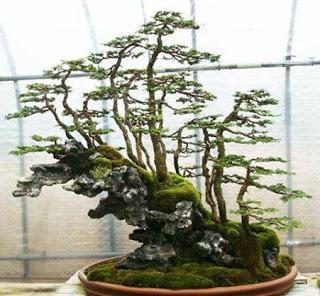 Diorama con Acers Campestres  : 15 grandes cambios para el bosque