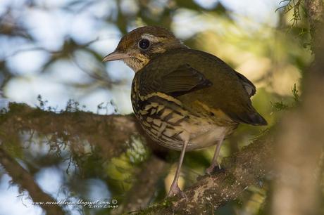 Tovaca común (Short-tailed Antthrush) Chamaeza capanisona Tovaca común (Short-tailed Antthrush) Chamaeza capanisona
