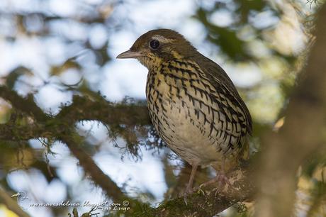 Tovaca común (Short-tailed Antthrush) Chamaeza capanisona Tovaca común (Short-tailed Antthrush) Chamaeza capanisona