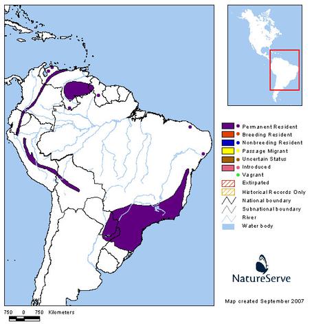 Tovaca común (Short-tailed Antthrush) Chamaeza capanisona Untitled-1