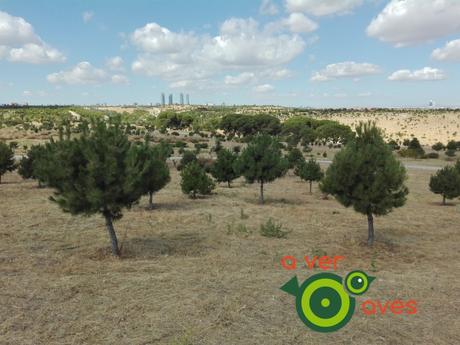 Un árbol de 470 hectáreas y muchas aves junto a él xxxxxxxxxxxx